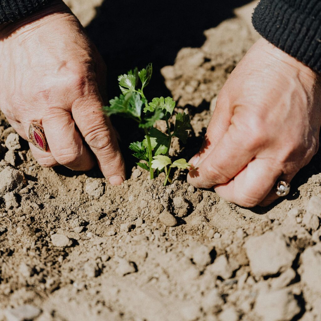 Plant-Based Cooking and Home Gardening