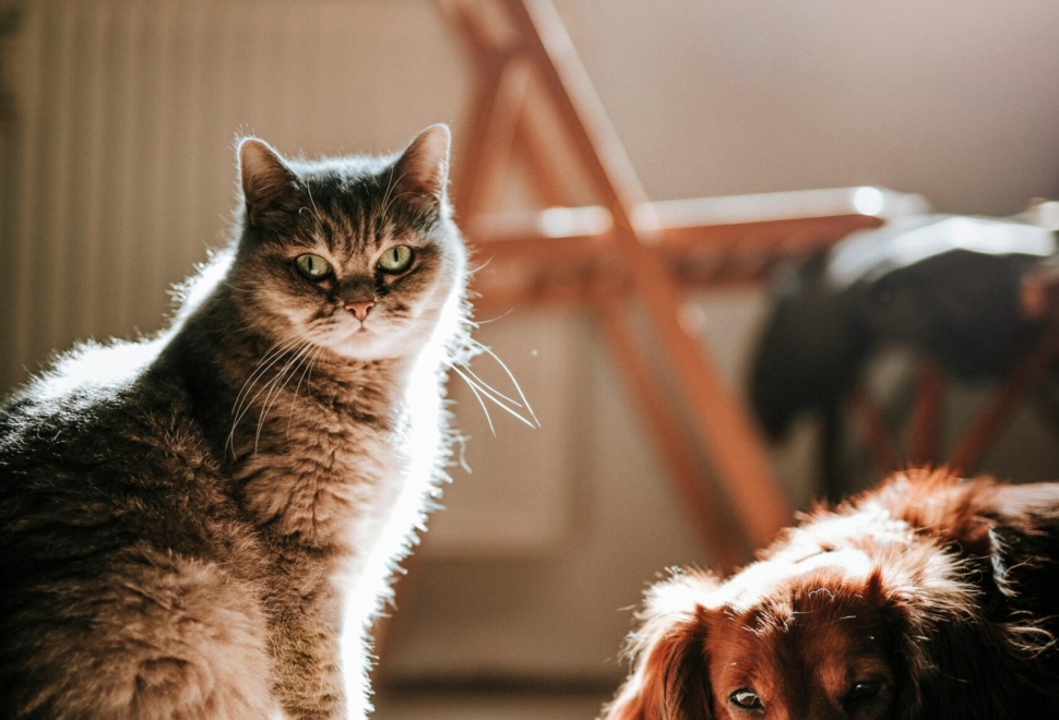 Understanding Pet Behaviours